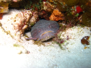 Diving in Cozumel